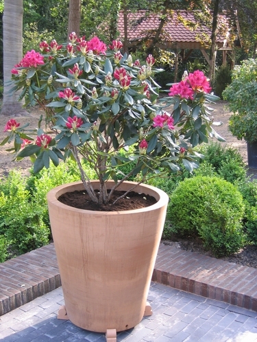 Conusvaas glad 80 cm